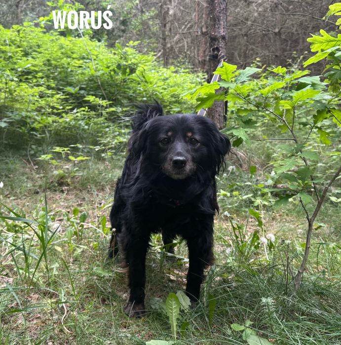 Kudłaty, mały pies Woruś, 2 letni 10 kg, adopcja