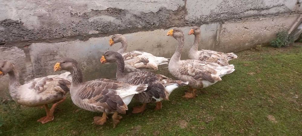 Продам гуси комогори