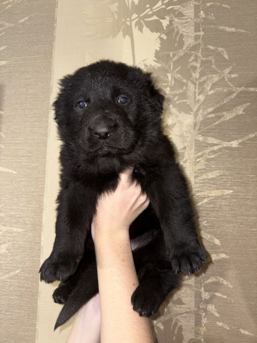 Цуценята німецької вівчарки, від батьків з родоводом