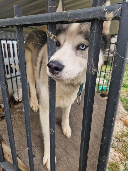 Husky syberyjski