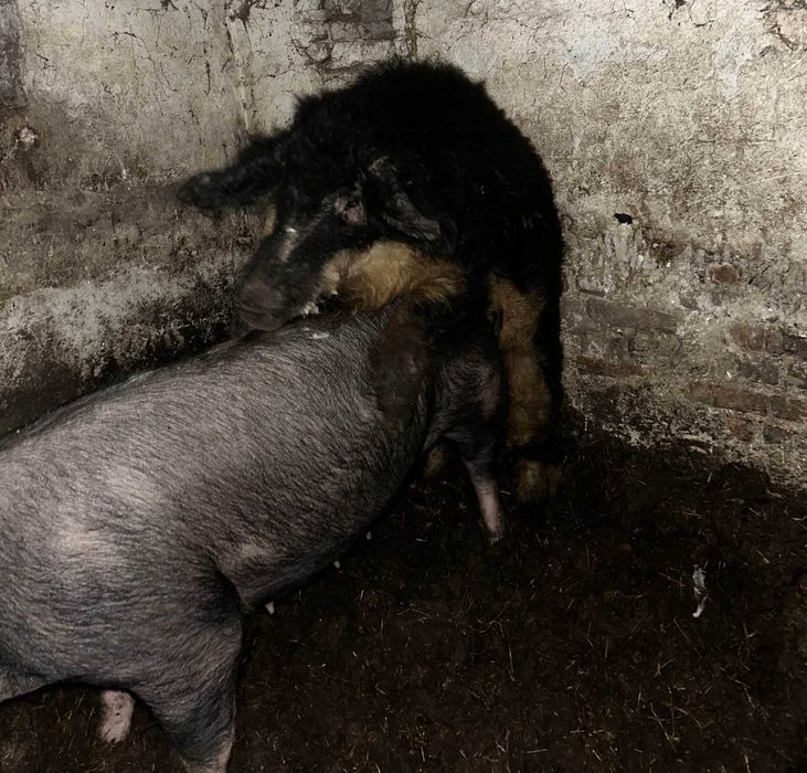 Knur mangalica do rozpłodu / hodowli / uboju