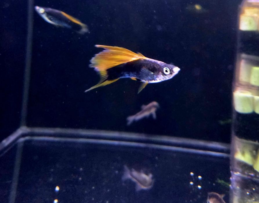 Mieczyk delta czarny