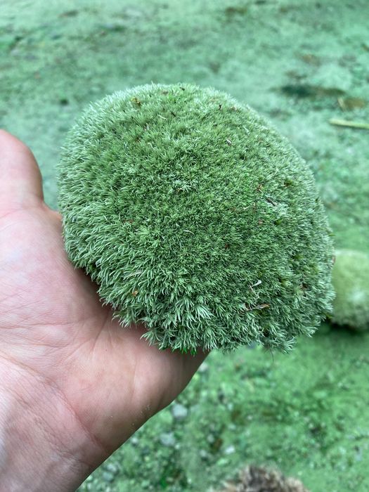 Скуп мох Кочка лісовий