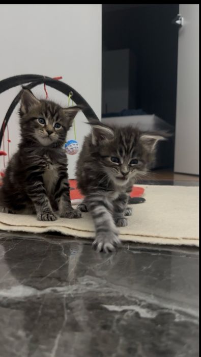 Мейн кун котята  с документами