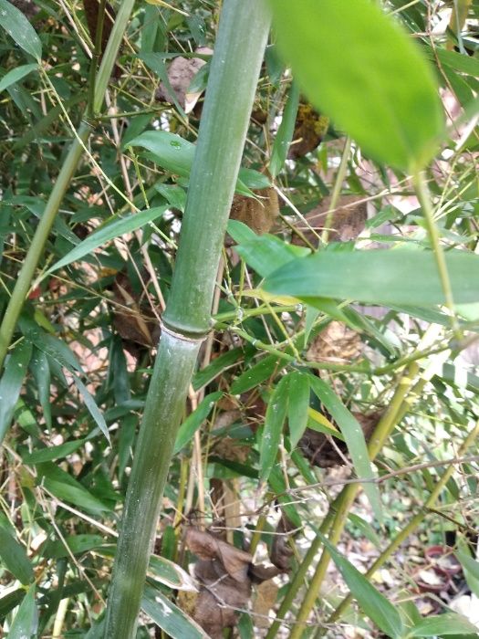 бамбук вічнозелений росток