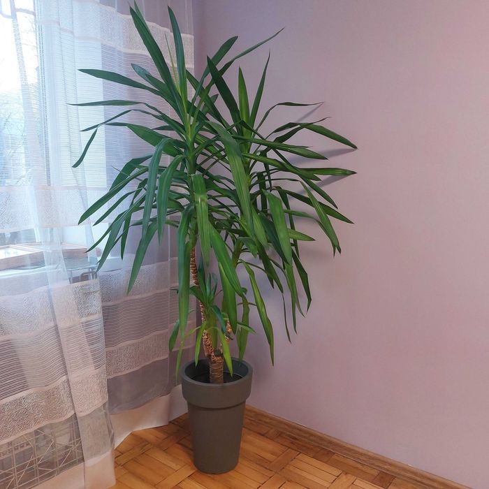 Вазон пальма юка кімнатна рослина 180см