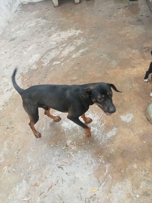 Cão bonito e jovem