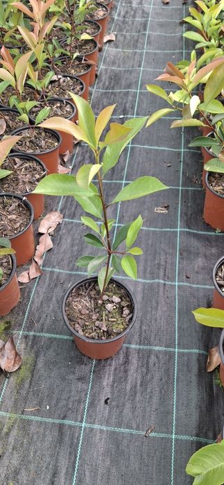 PHOTINIAS Qualidade premium
