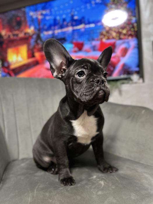 Французький бульдог
