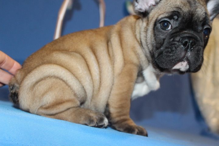 Французский бульдог Девочки 2,5м Одесса