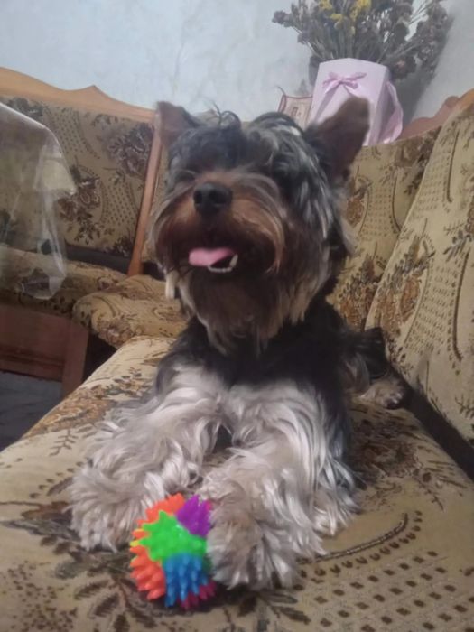 Йоркширтер'єр шукає дівчину для в'язки