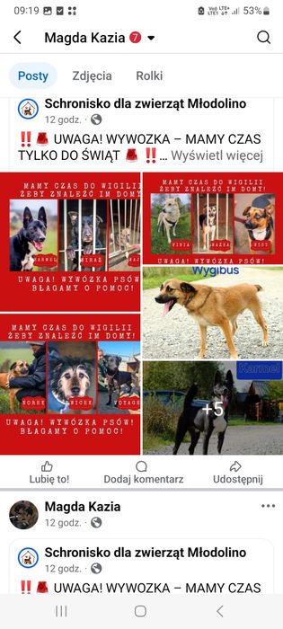 Dziewięć piesków jest w takiej sytuacji że za miesiąc muszą wyjechać z