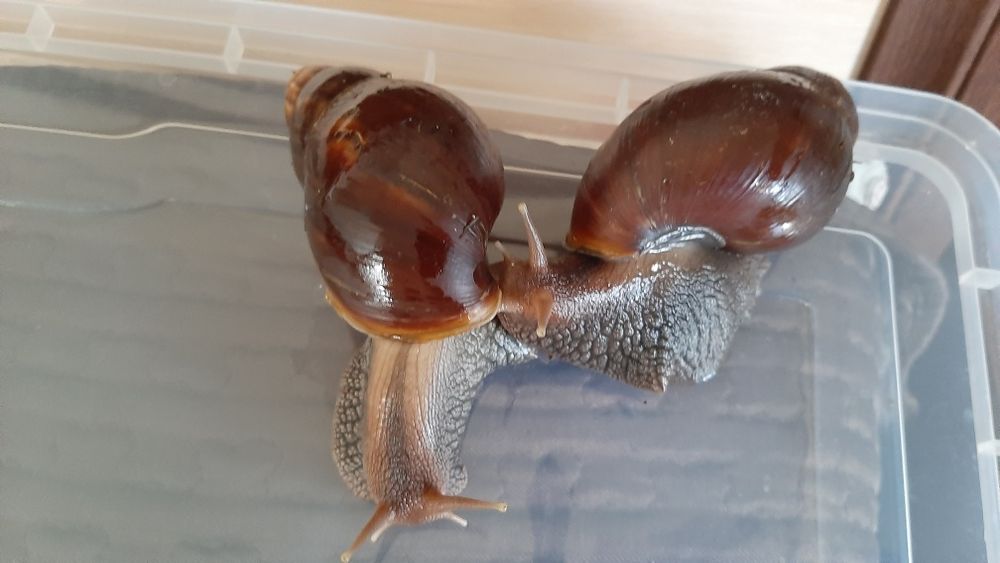 Равлики.Ахатин.ретики