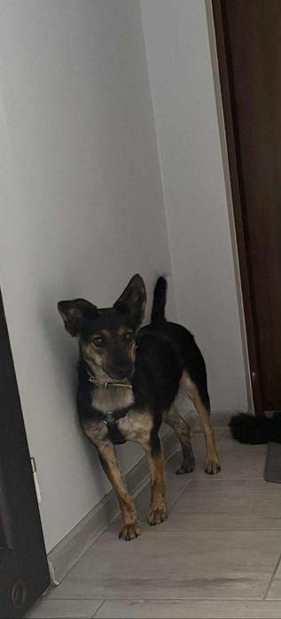 Mała Myszka do adopcji