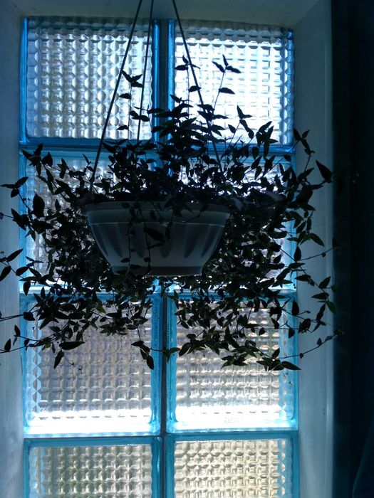 Традесканция мелколистная