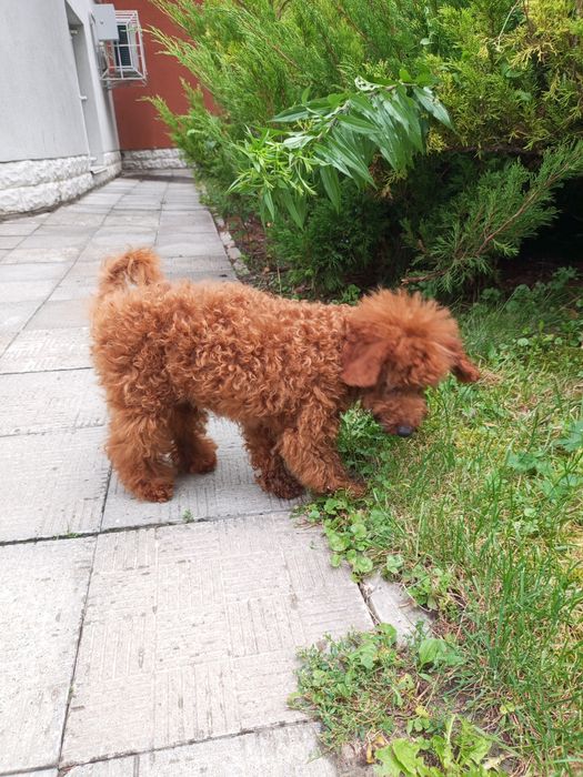 5- и місячний хлопець карл.Пулеля мініатюра