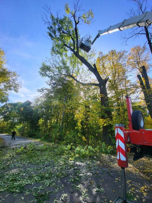 Wycinka drzew | Alpinistyczna wycinka drzew | Usuwanie drzew trudnych |Usuwanie drzew z działki | Dzierżoniów, Ząbkowice, Wałbrzych, Świdnica, Bielawa