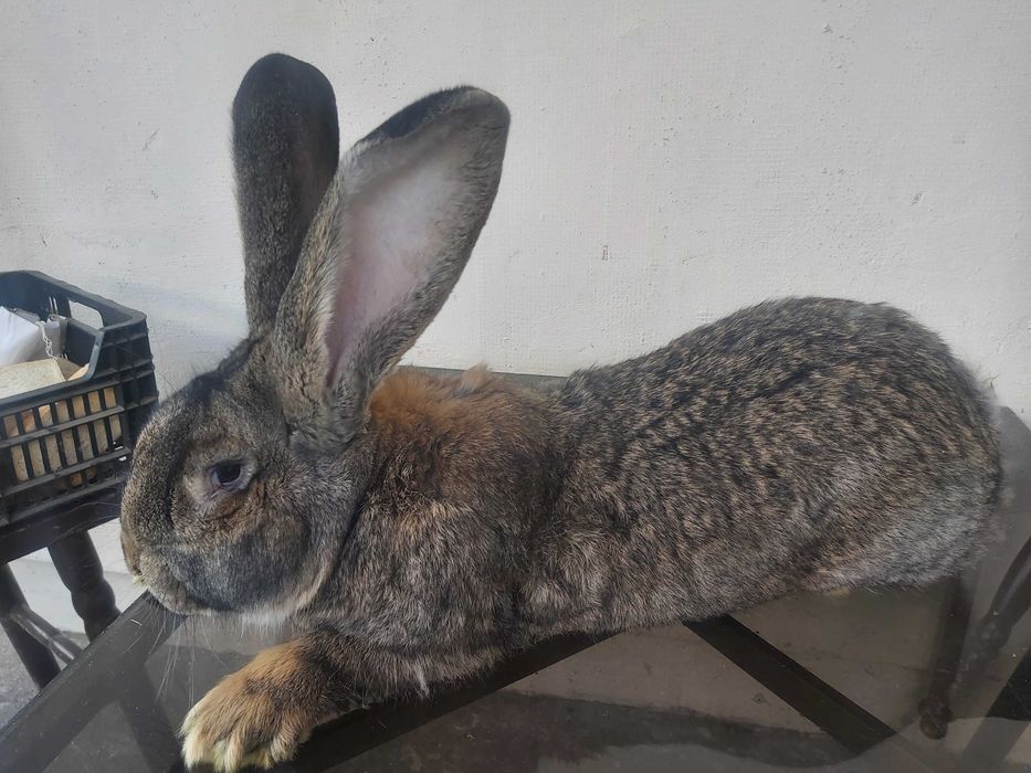 Olbrzym belgijski samiec BOS