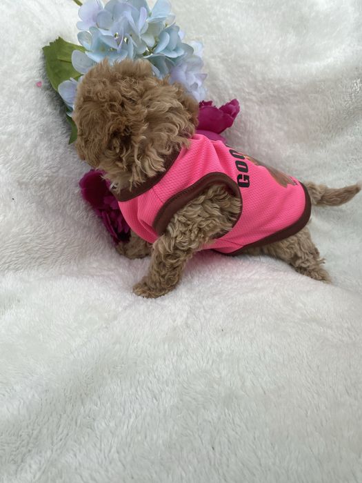 Красиві породисті мальтипу