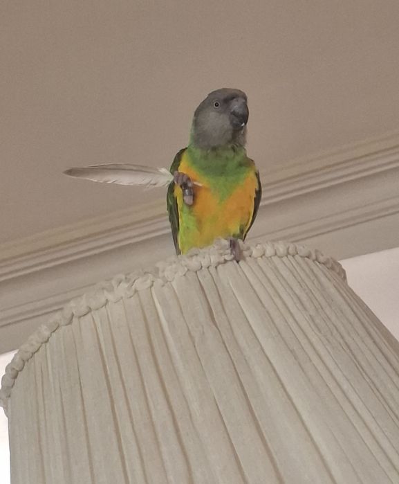 Papagaio do Senegal macho criado à mão + gaiola