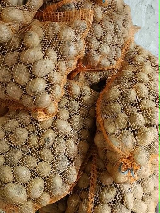 Ziemniaki sadzeniaki Tajfun