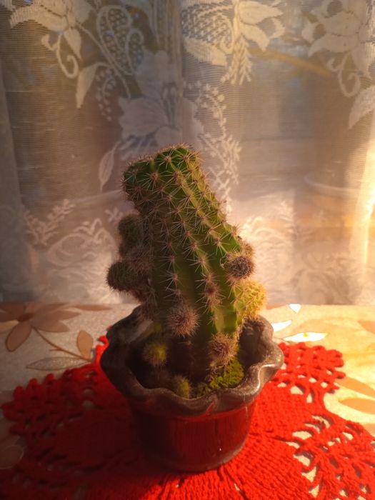 Продам комнатные цветы