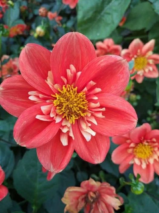 Klacza kanny Red Beauty cena za szt