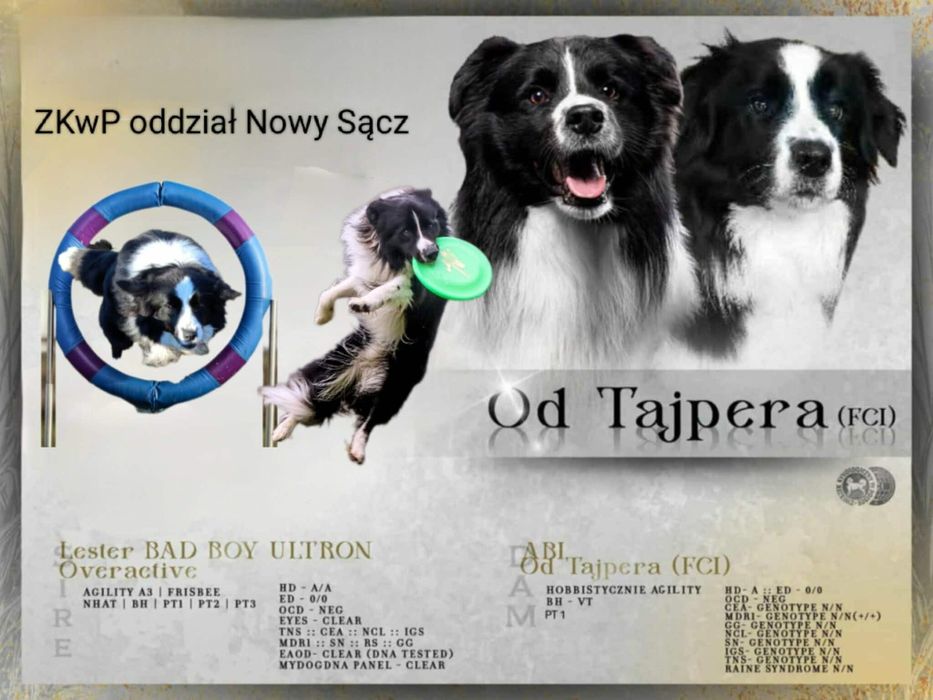 Piesek Bolder Collie ZKwP