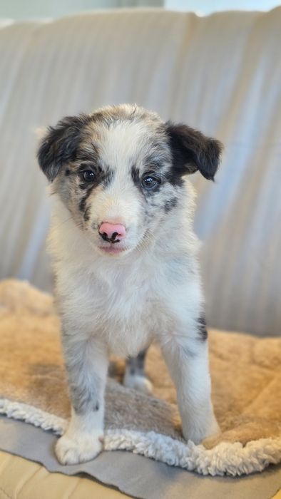 Border Collie Blue Merle Macho