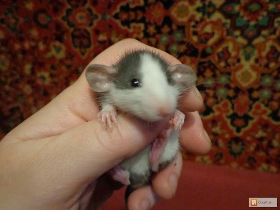 Крысы, крысята дамбо.Переписку не веду.