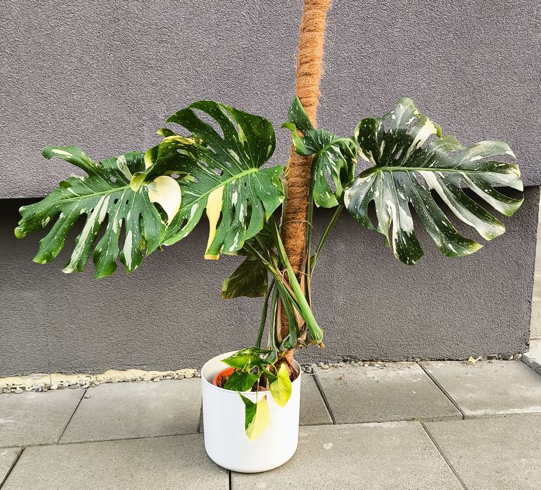 Monstera Thai duża