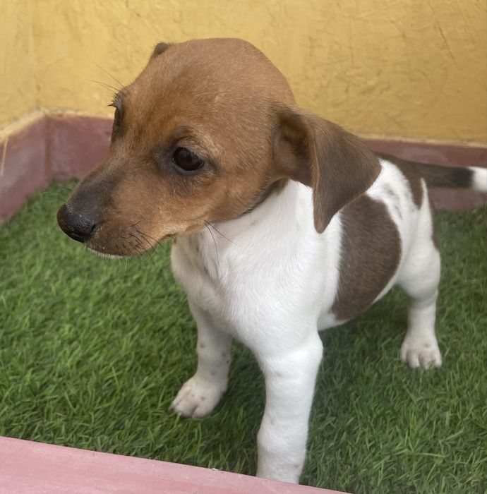 Fêmea Jack Russell Terrier
