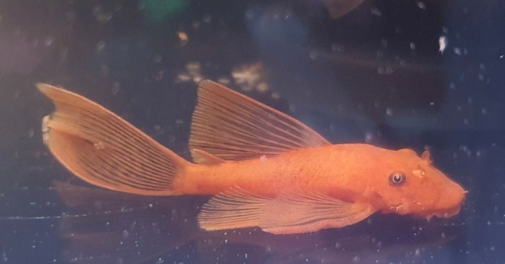 Ancistrus Super Red long fin Weloniasty Wysyłka