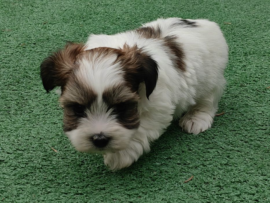 pieski york biewer z metryką