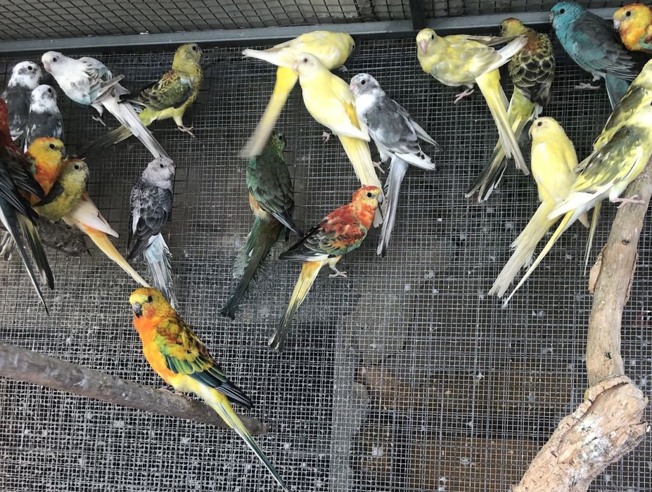 Red Rumped prontos a criar