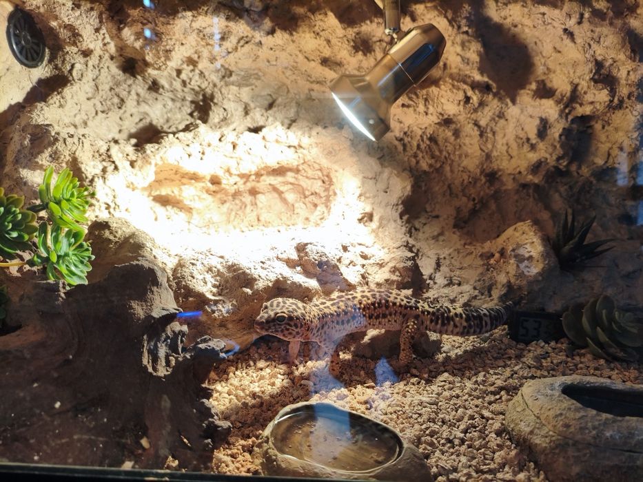 Gekon lamparci + terraium i cały sprzęt