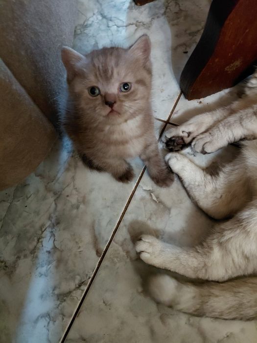 Британские котята