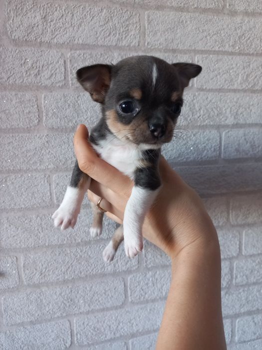 Голубая триколор девочка мини Чихуахуа