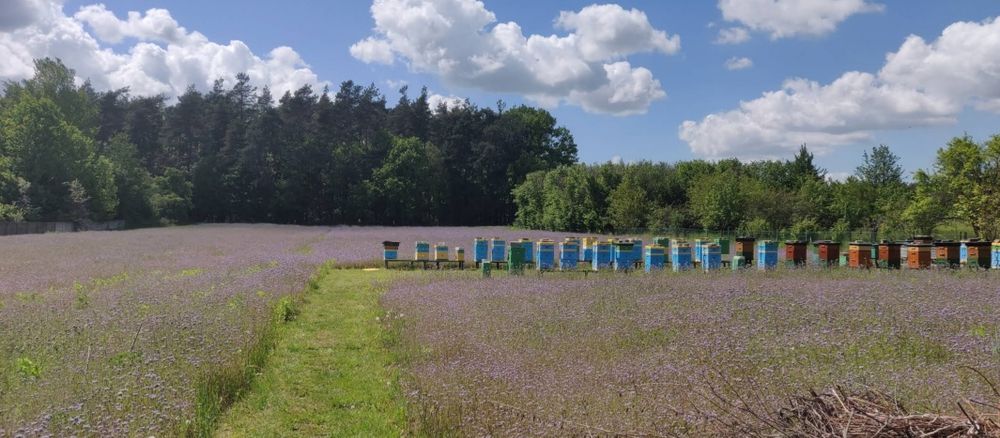Miód,  pyłek pszczeli z własnej pasieki