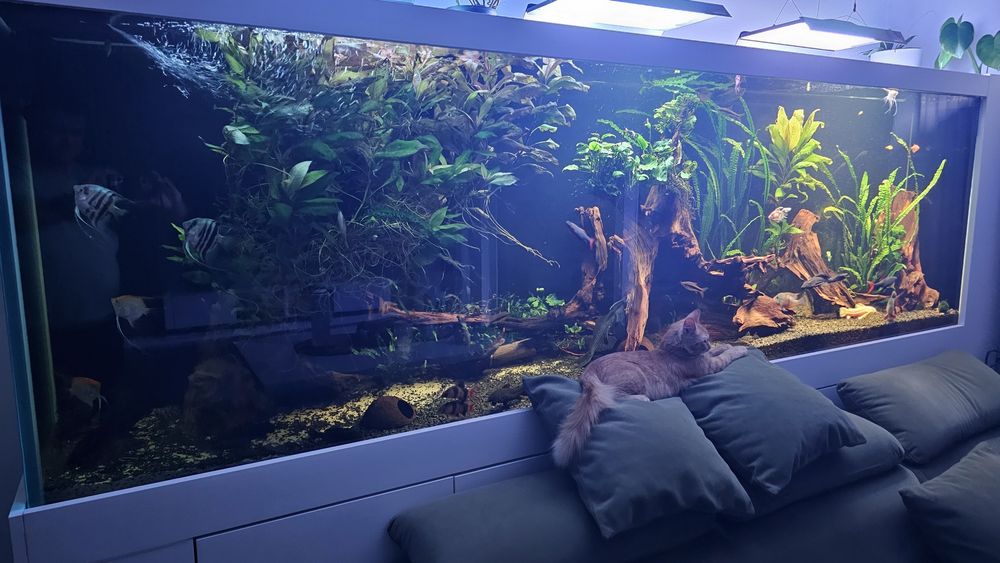 Ryby rybki akwariowe krewetki ślimaki