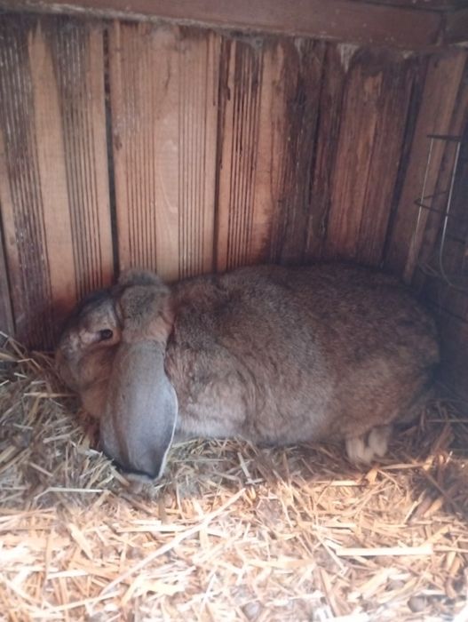 Króliki Baran Francuski Samica dorosła
