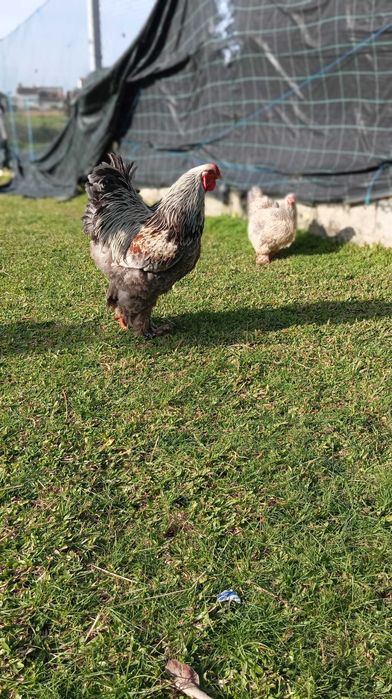 Brahamas ovos para incubação