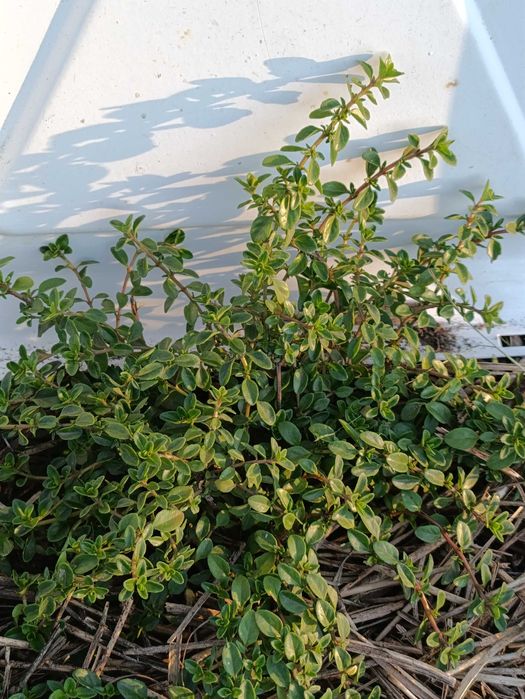 Тим'ян 4 вида. Чабер. Пряні трави. Саджвнці