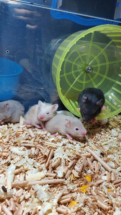 Хомячки окрасы разные, королевские атласные серые белые джунгарик