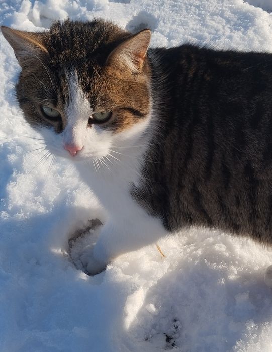 Kot oddam w dobre ręce