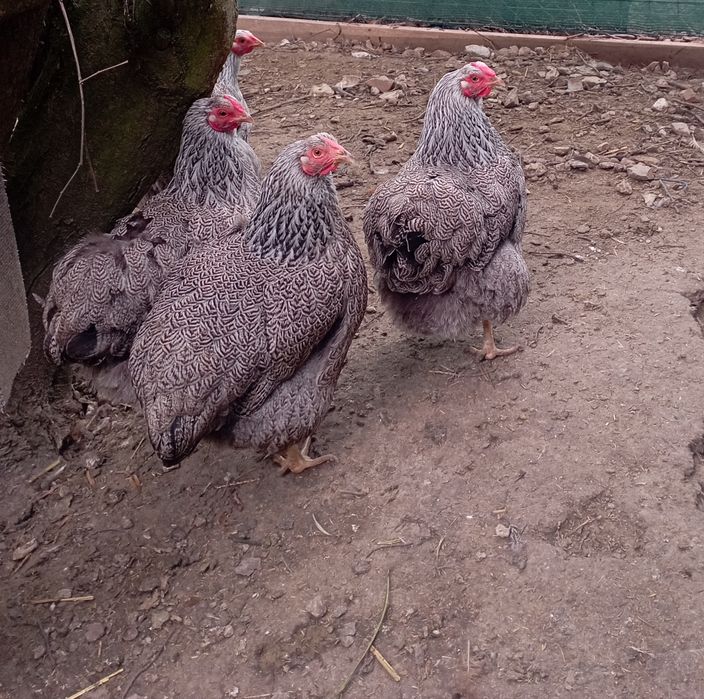 Wyandotte falista srebrna ( srebrna jodła)