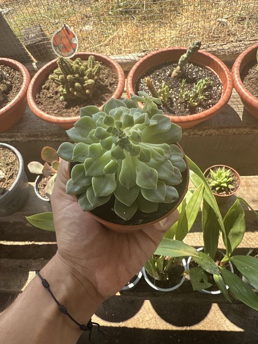 Catos & Suculentas & Orquideas