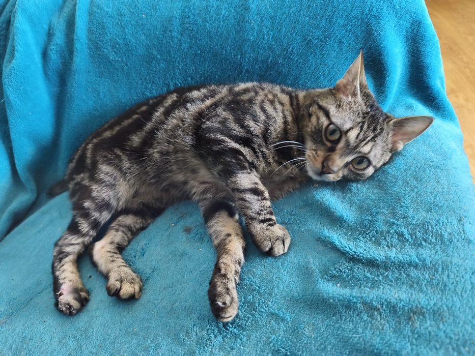 Grzybek vel Gru potrzebuje domku