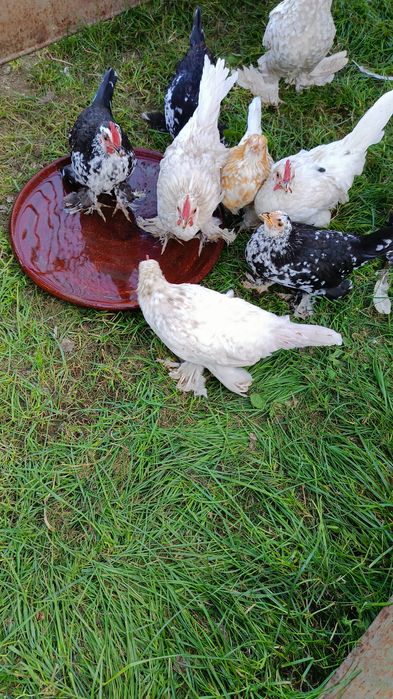 Liliputy . Liliputy. Liliput