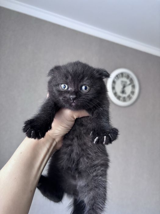 Кошенята скотіш фолд